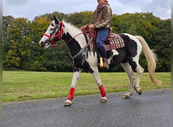 Pintos, Stute, 16 Jahre, 148 cm, Schecke