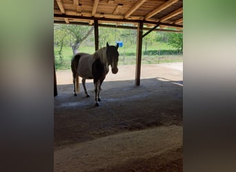 Pintohäst, Sto, 16 år, 160 cm, Pinto