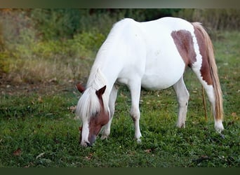Pintohäst Blandning, Sto, 1 år, 142 cm, Pinto