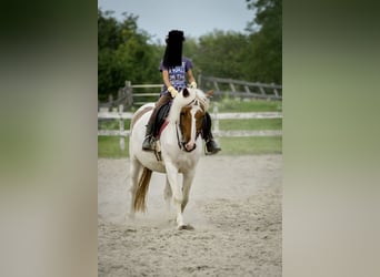 Pintohäst Blandning, Sto, 1 år, 142 cm, Pinto