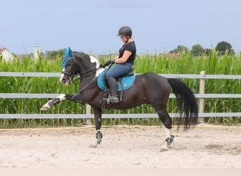 Pintohäst Blandning, Sto, 1 år, 142 cm, Pinto