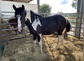 Pintohäst Blandning, Sto, 1 år, 142 cm, Pinto