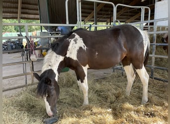 Pintohäst Blandning, Sto, 1 år, 142 cm, Pinto