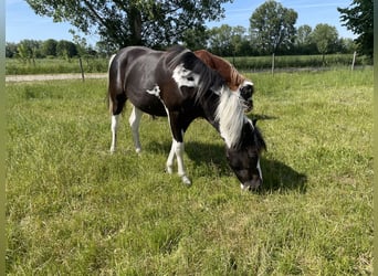 Pintohäst Blandning, Sto, 1 år, 142 cm, Pinto