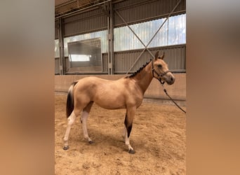 Pintohäst, Sto, 1 år, 145 cm, Pinto