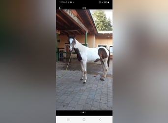 Pintohäst, Sto, 1 år, 157 cm, Pinto