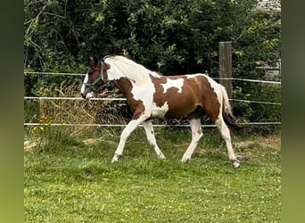 Pintos Blandning, Stute, 1 Jahr, 160 cm, Schecke