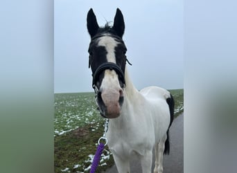Pintohäst, Sto, 28 år, 154 cm, Pinto