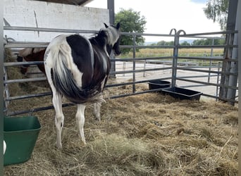 Pintohäst Blandning, Sto, 2 år, 142 cm, Pinto