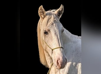 Pintohäst, Sto, 2 år, 158 cm, Palomino