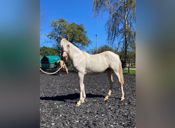 Pintohäst, Sto, 2 år, 158 cm, Palomino