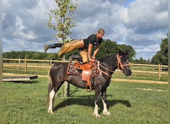 Pintos, Stute, 3 Jahre, 148 cm, Schecke