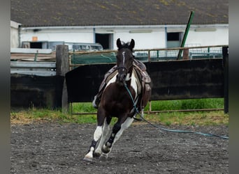 Pintohäst Blandning, Sto, 3 år, 150 cm, Pinto