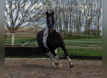 Pintohäst Blandning, Sto, 3 år, 150 cm, Pinto