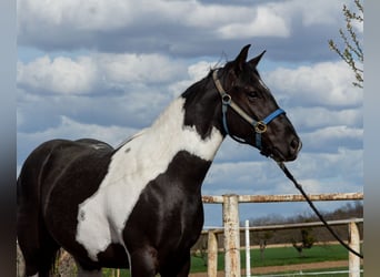 Pintohäst Blandning, Sto, 3 år, 150 cm, Pinto