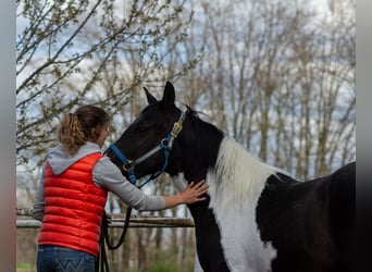 Pintohäst Blandning, Sto, 3 år, 150 cm, Pinto