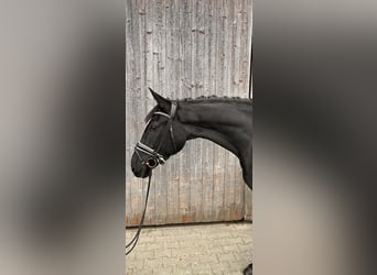 Pintohäst, Sto, 3 år, 164 cm, Svart