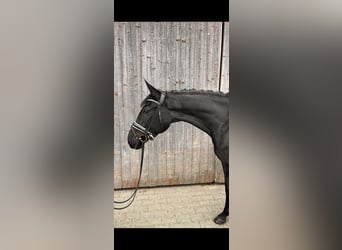 Pintohäst, Sto, 3 år, 164 cm, Svart