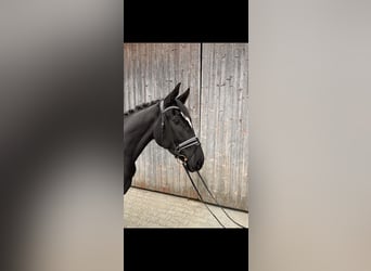 Pintohäst, Sto, 3 år, 164 cm, Svart