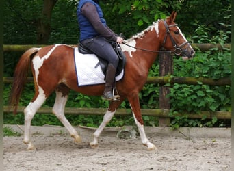 Pintohäst Blandning, Sto, 4 år, 140 cm