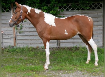 Pintohäst Blandning, Sto, 4 år, 140 cm