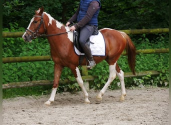 Pintohäst Blandning, Sto, 4 år, 140 cm