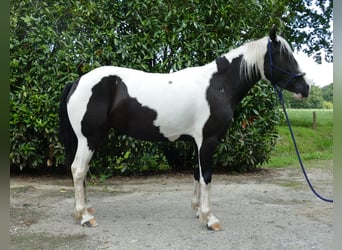 Pintos, Stute, 4 Jahre, 144 cm, Schecke