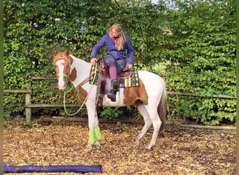 Pintohäst, Sto, 4 år, 153 cm, Pinto