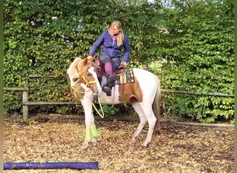 Pintohäst, Sto, 4 år, 153 cm, Pinto