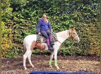 Pintohäst, Sto, 4 år, 153 cm, Pinto