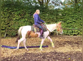 Pintohäst, Sto, 4 år, 153 cm, Pinto