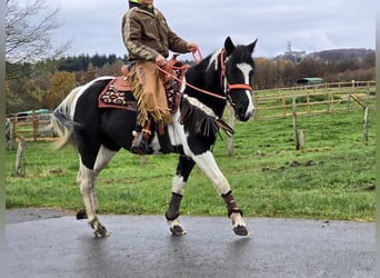 Pintohäst, Sto, 4 år, 154 cm, Pinto