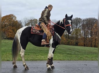 Pintohäst, Sto, 4 år, 154 cm, Pinto