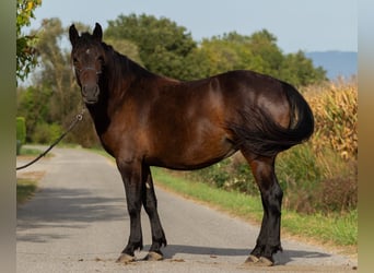 Pintohäst Blandning, Sto, 4 år, 156 cm, Mörkbrun