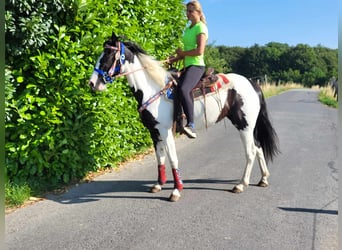 Pintohäst, Sto, 4 år, Pinto
