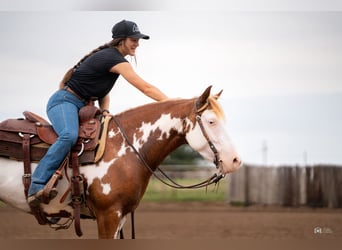 Pintos, Stute, 5 Jahre, 137 cm, Rotfuchs