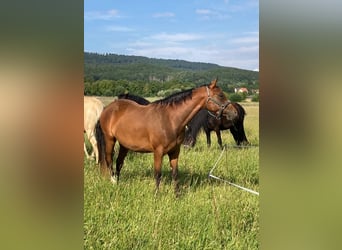 Pintohäst, Sto, 5 år, 155 cm, Brun