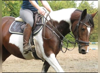 Pintohäst, Sto, 5 år, 155 cm, Pinto