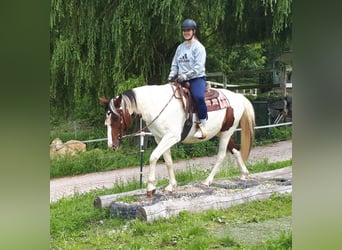 Pintohäst, Sto, 5 år, 157 cm, Pinto