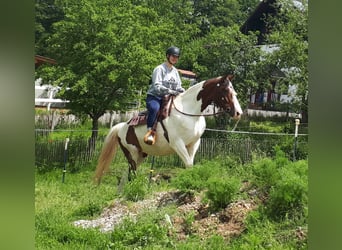 Pintos, Stute, 5 Jahre, 157 cm, Schecke