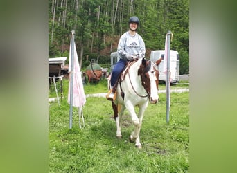 Pintohäst, Sto, 5 år, 157 cm, Pinto