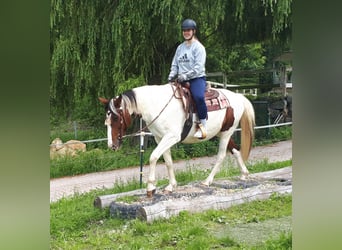 Pintos, Stute, 5 Jahre, 157 cm, Schecke