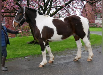 Pintohäst, Sto, 5 år, 158 cm