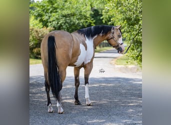Pintohäst, Sto, 6 år, 147 cm