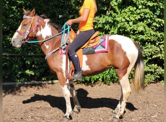 Pintohäst, Sto, 6 år, 150 cm, Pinto