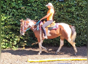 Pintohäst, Sto, 6 år, 150 cm, Pinto