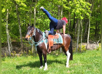 Pintohäst, Sto, 6 år, 155 cm, Pinto