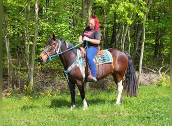 Pintohäst, Sto, 6 år, 155 cm, Pinto