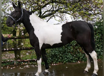 Pintohäst, Sto, 6 år, 164 cm