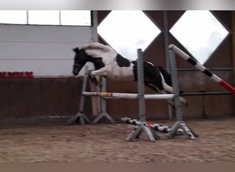 Pintohäst, Sto, 7 år, 156 cm, Pinto